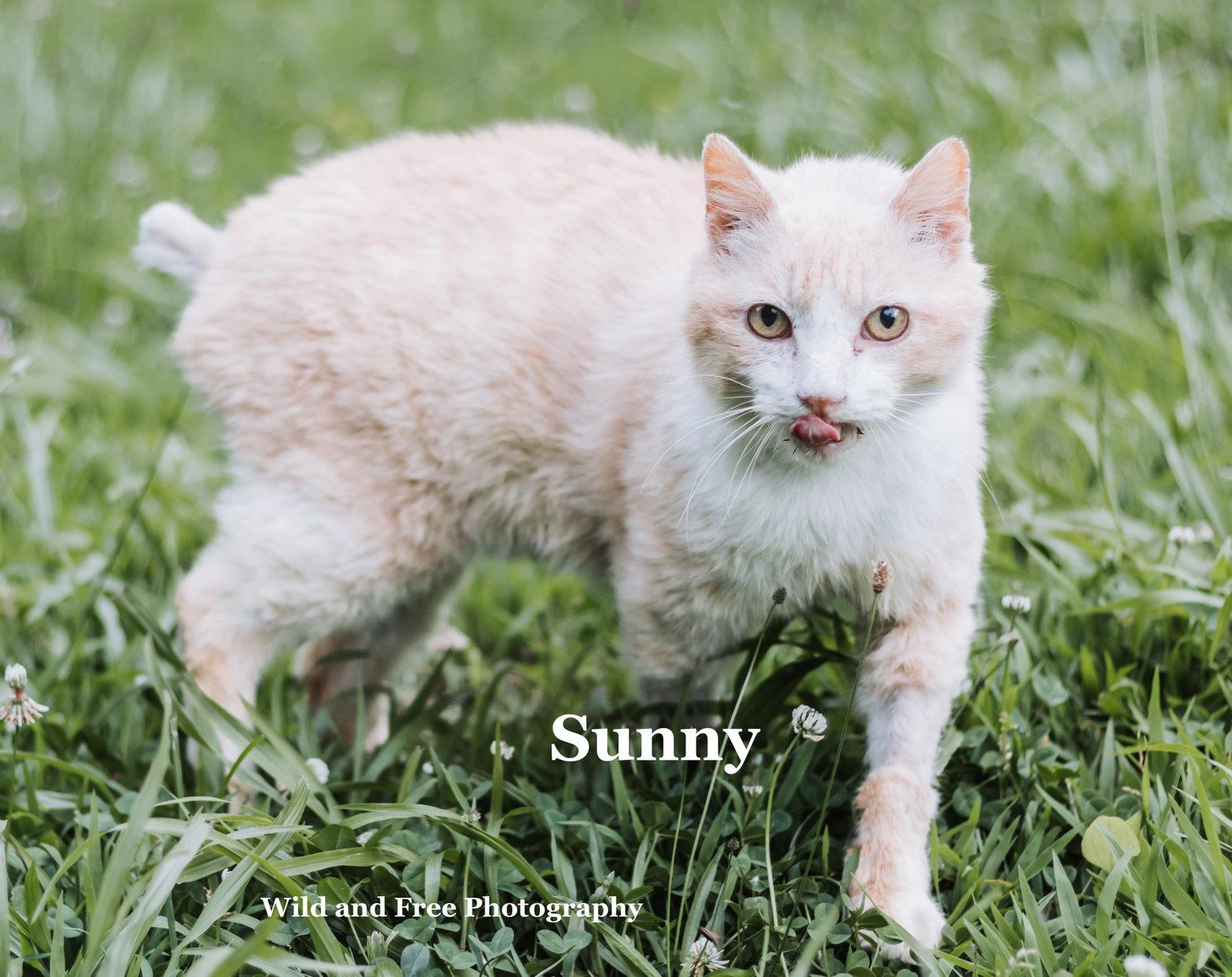 Sunny, a Adoptable Domestic Short Hair in Morehead, KY image 2/3