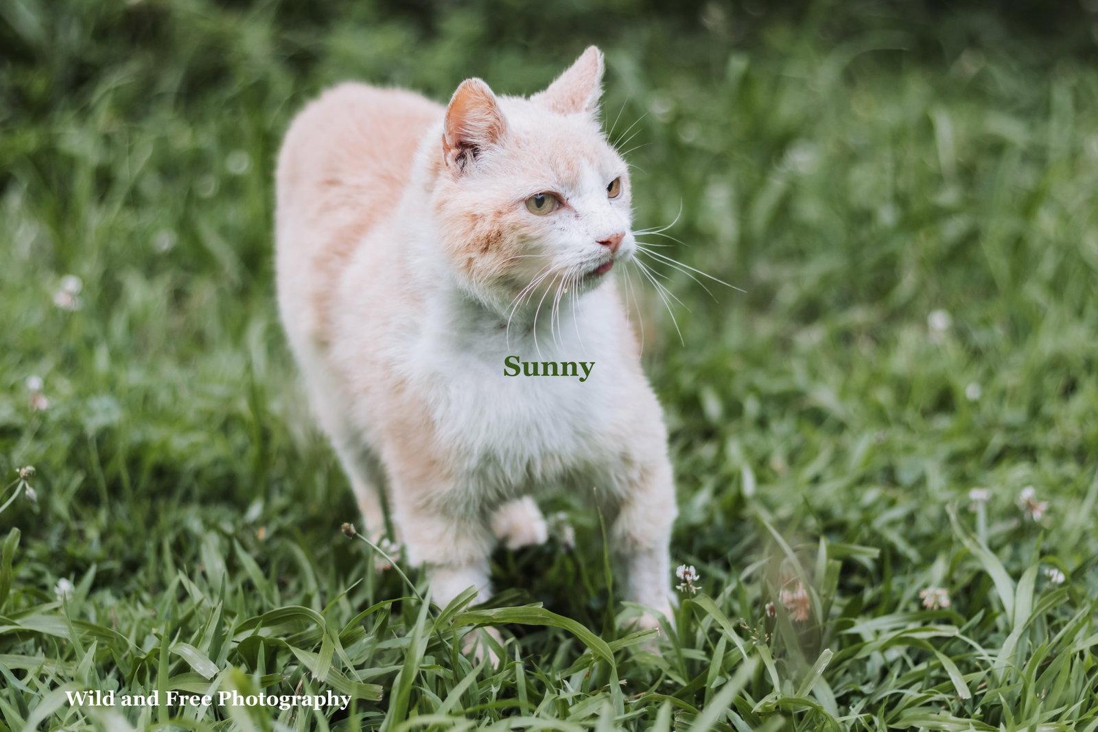 Sunny, a Adoptable Domestic Short Hair in Morehead, KY image 3/3