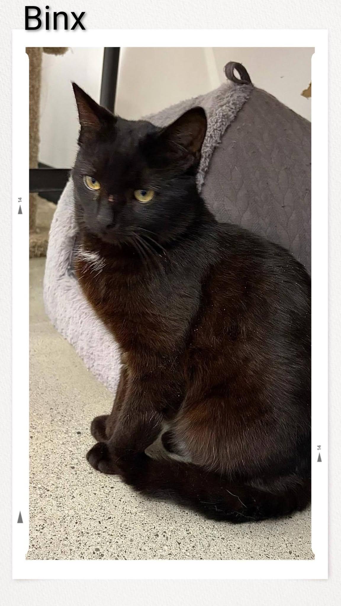 Binx, Adopted, Young Male Domestic Short Hair.
