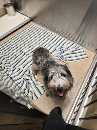 Enlarge Flower, a Adoptable mixed breed in Farmers Branch, TX image 1/1