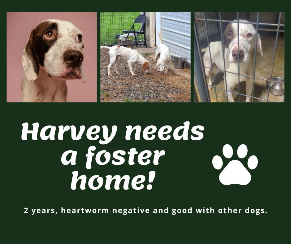 Enlarge Needs Foster Harvey (GA), a ADOPTABLE English Pointer in Bridgeton, NJ image 1/1