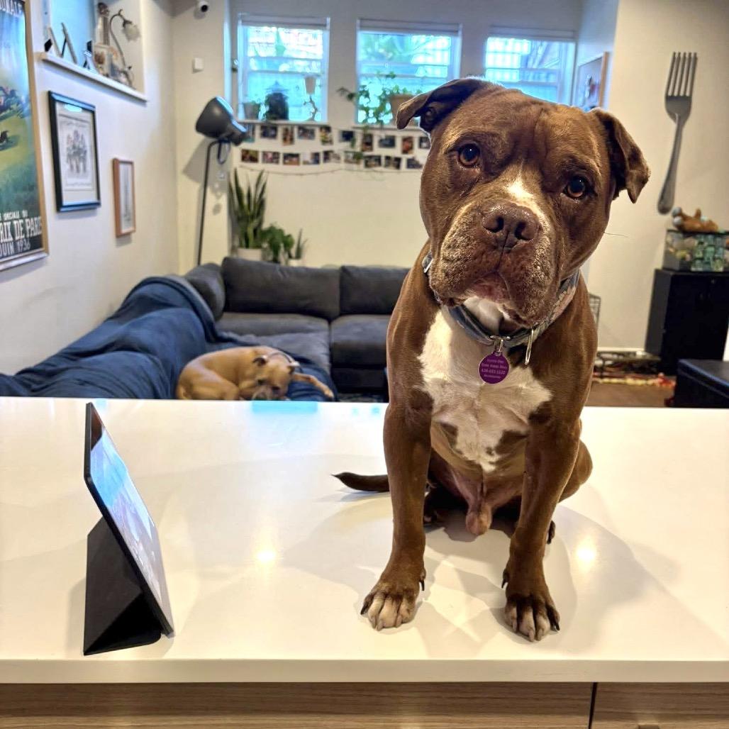 Poconos, Adoptable, Adult Male Pit Bull Terrier.