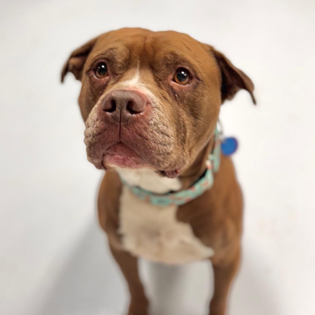 Enlarge Poconos, a Adoptable Pit Bull Terrier in Chicago, IL image 2/6