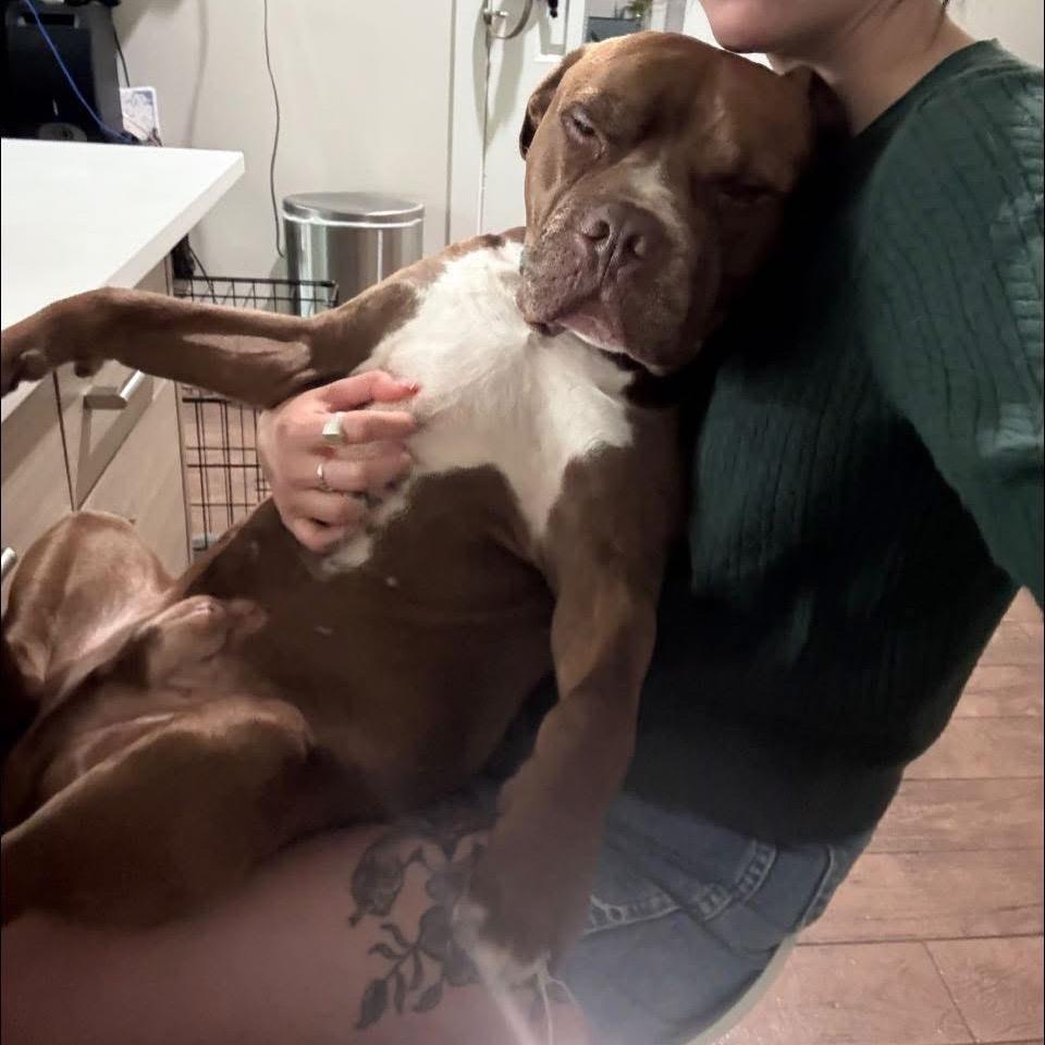 Enlarge Poconos, a Adoptable Pit Bull Terrier in Chicago, IL image 3/6