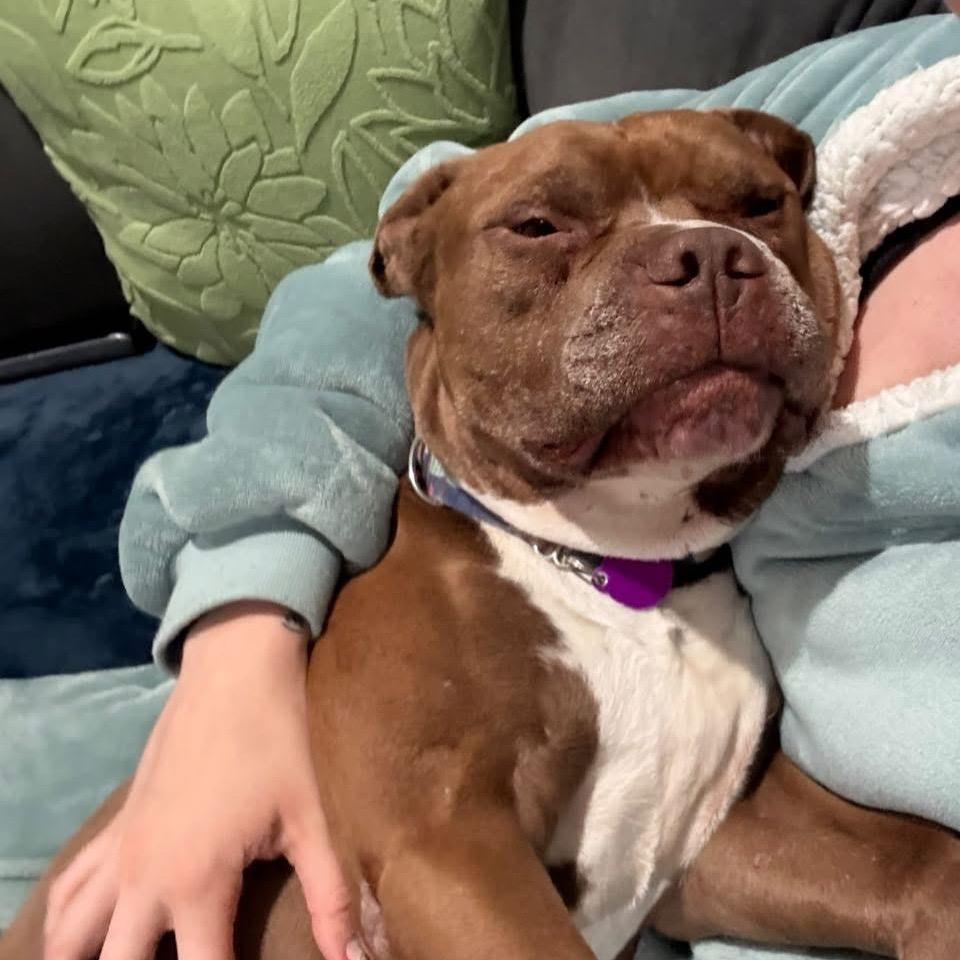 Poconos, Adoptable, Senior Male Pit Bull Terrier.