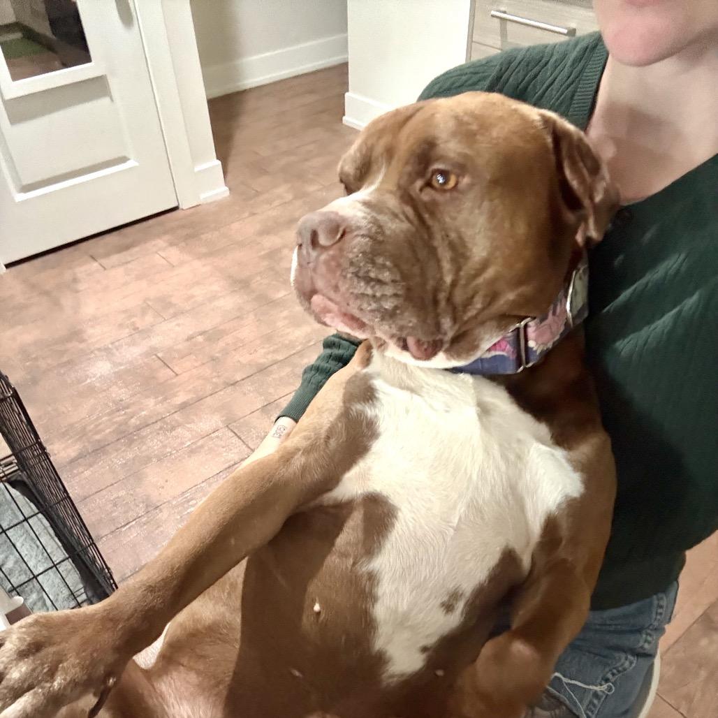 Enlarge Poconos, a Adoptable Pit Bull Terrier in Chicago, IL image 5/6