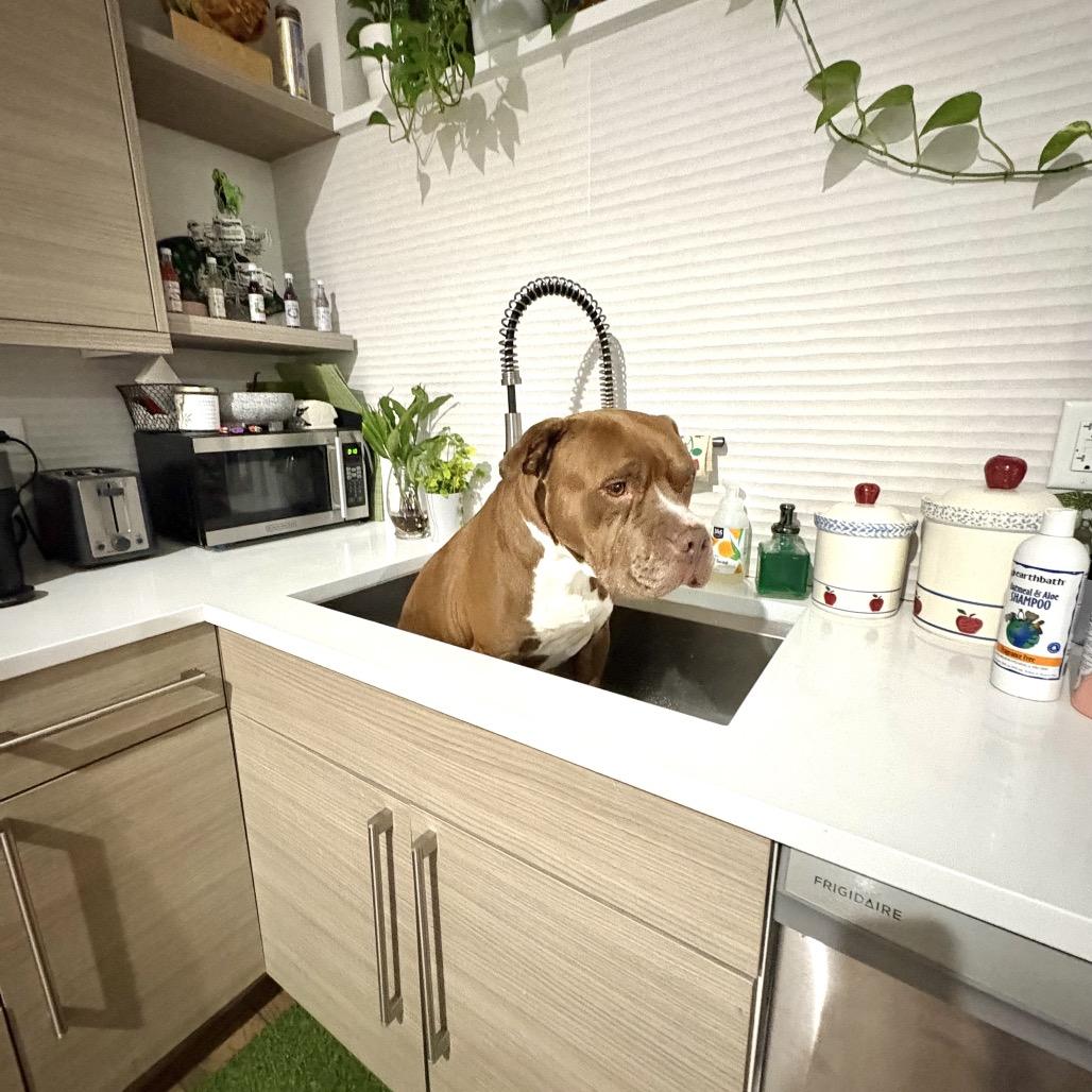 Enlarge Poconos, a Adoptable Pit Bull Terrier in Chicago, IL image 6/6