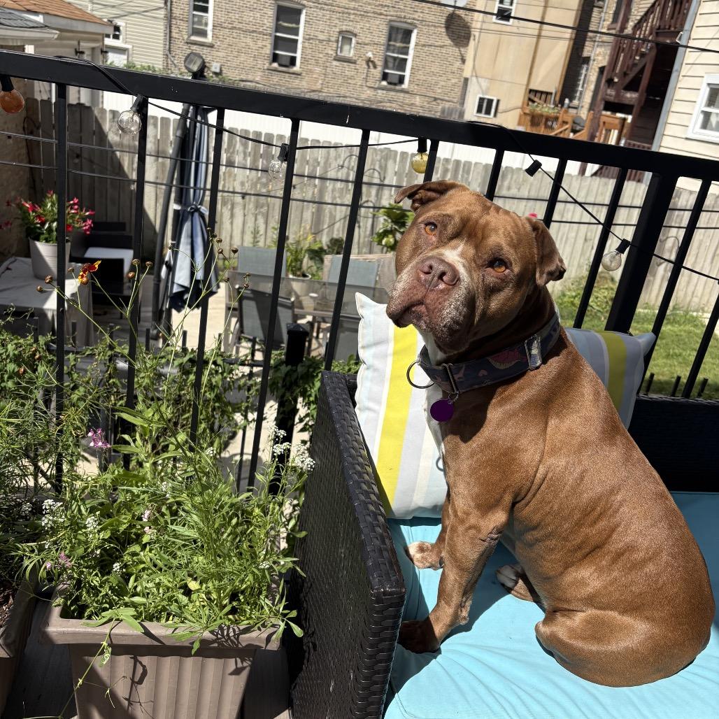 Enlarge Poconos, a Adoptable Pit Bull Terrier in Chicago, IL image 2/6