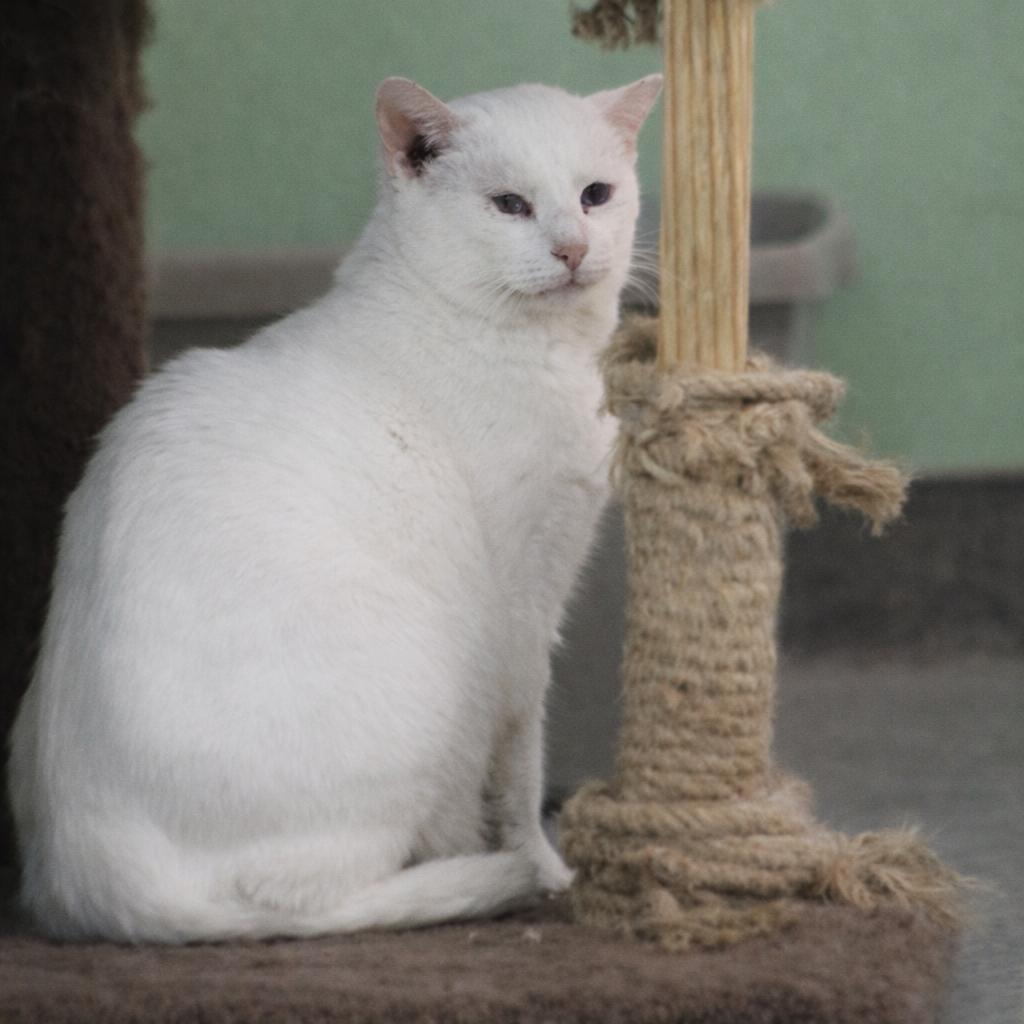 Snow White, a Adoptable Domestic Short Hair in Hopewell, VA image 3/6