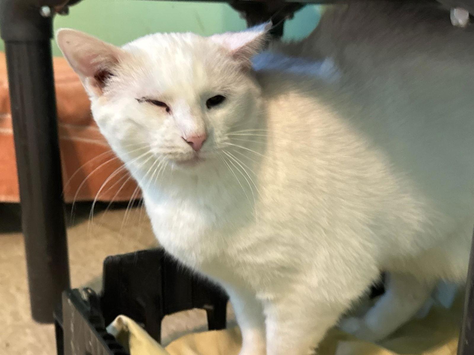 Snow White, a Adoptable Domestic Short Hair in Hopewell, VA image 2/3