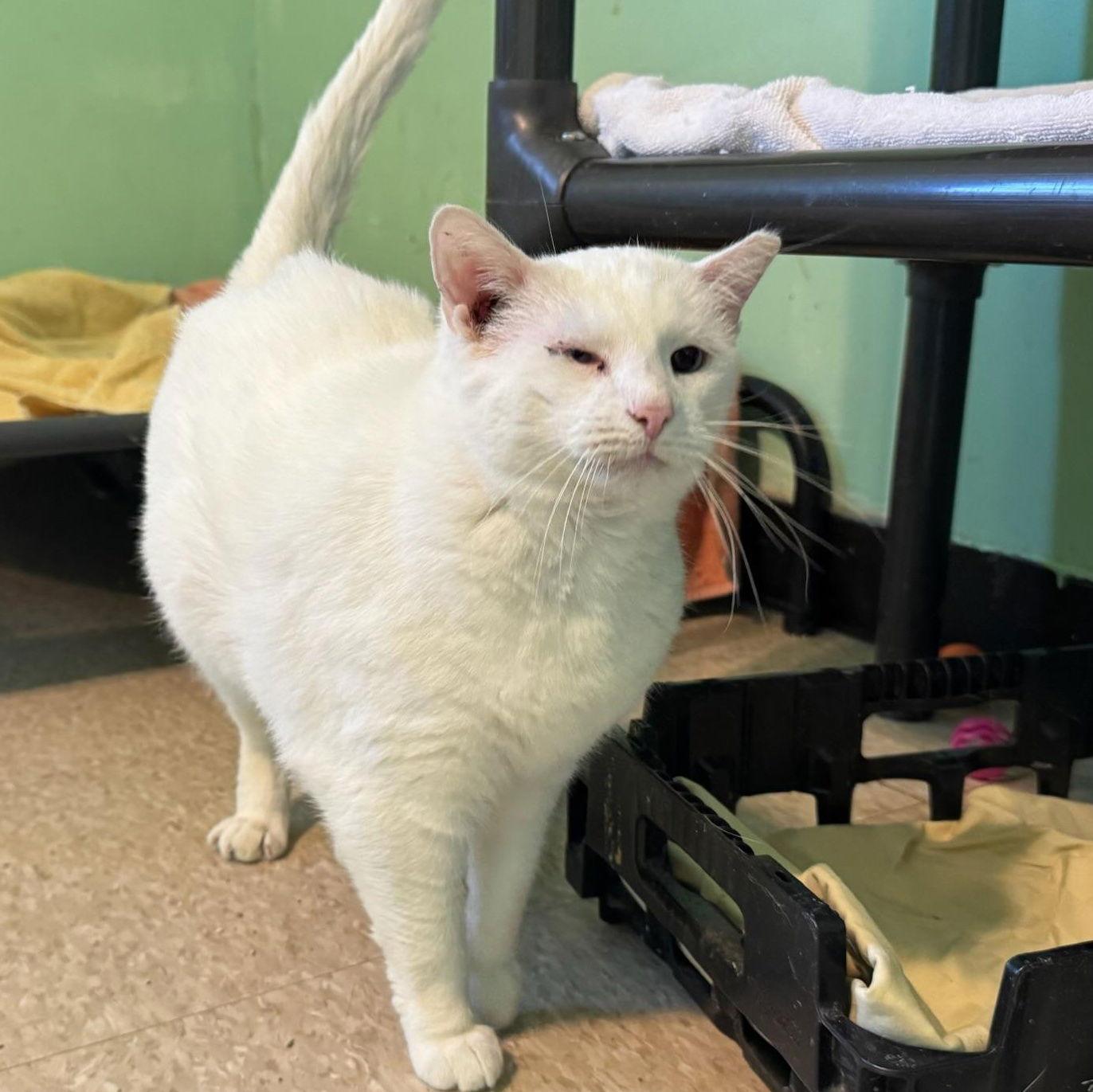 Snow White, a Adoptable Domestic Short Hair in Hopewell, VA image 3/3