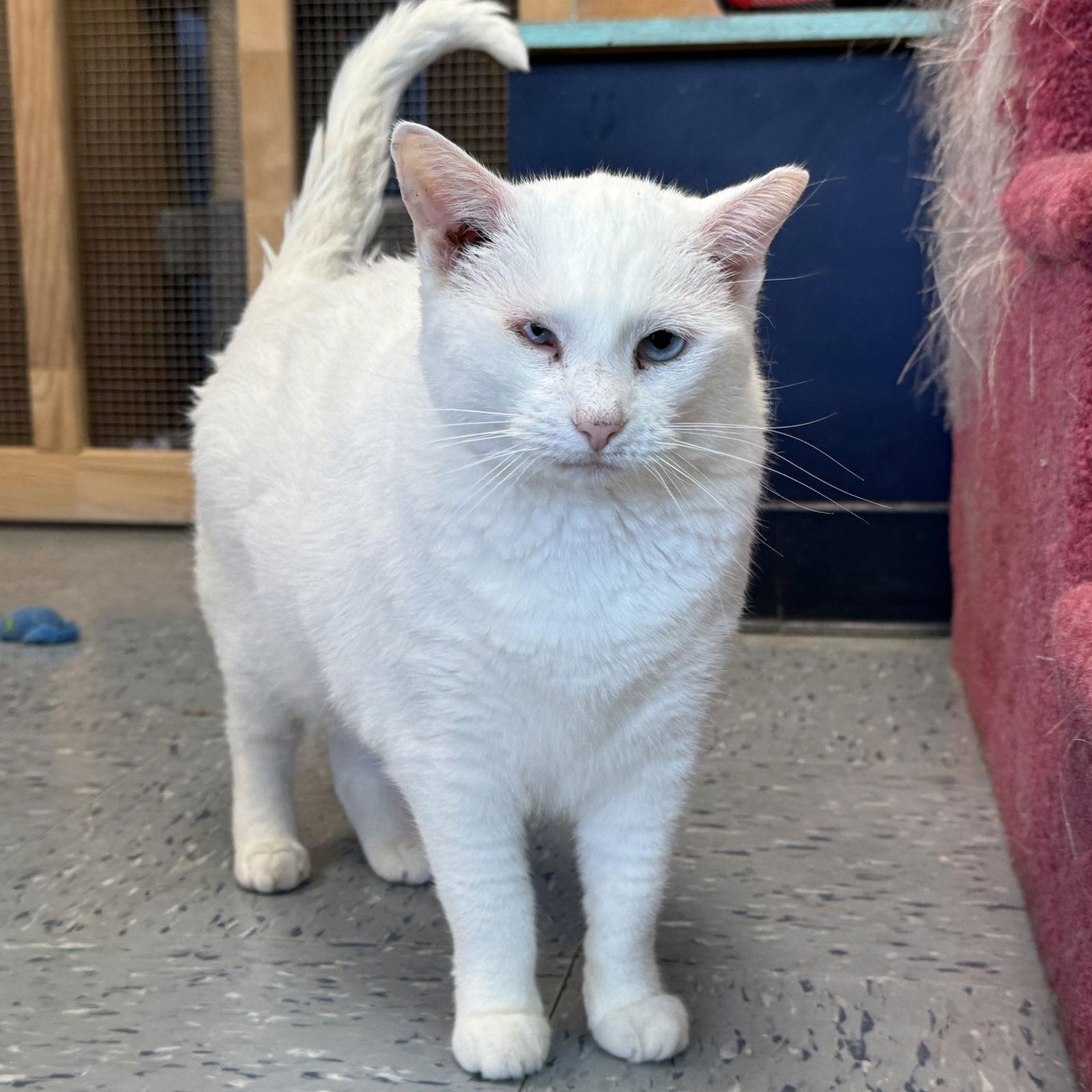 Snow White, Adoptable, Adult Female Domestic Short Hair.