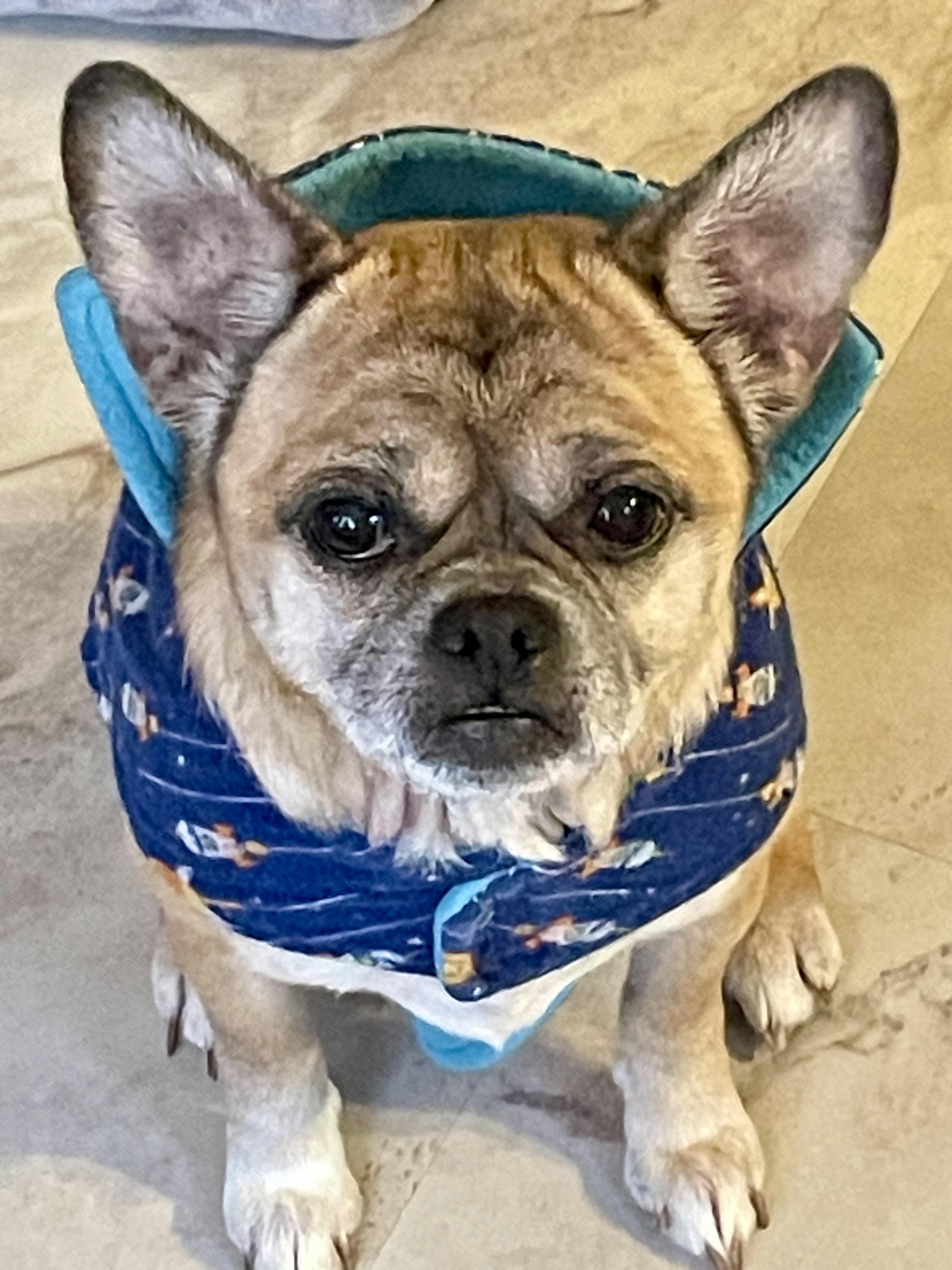 Enlarge Buzz, a ADOPTABLE mixed breed in South Lyon, MI image 2/6
