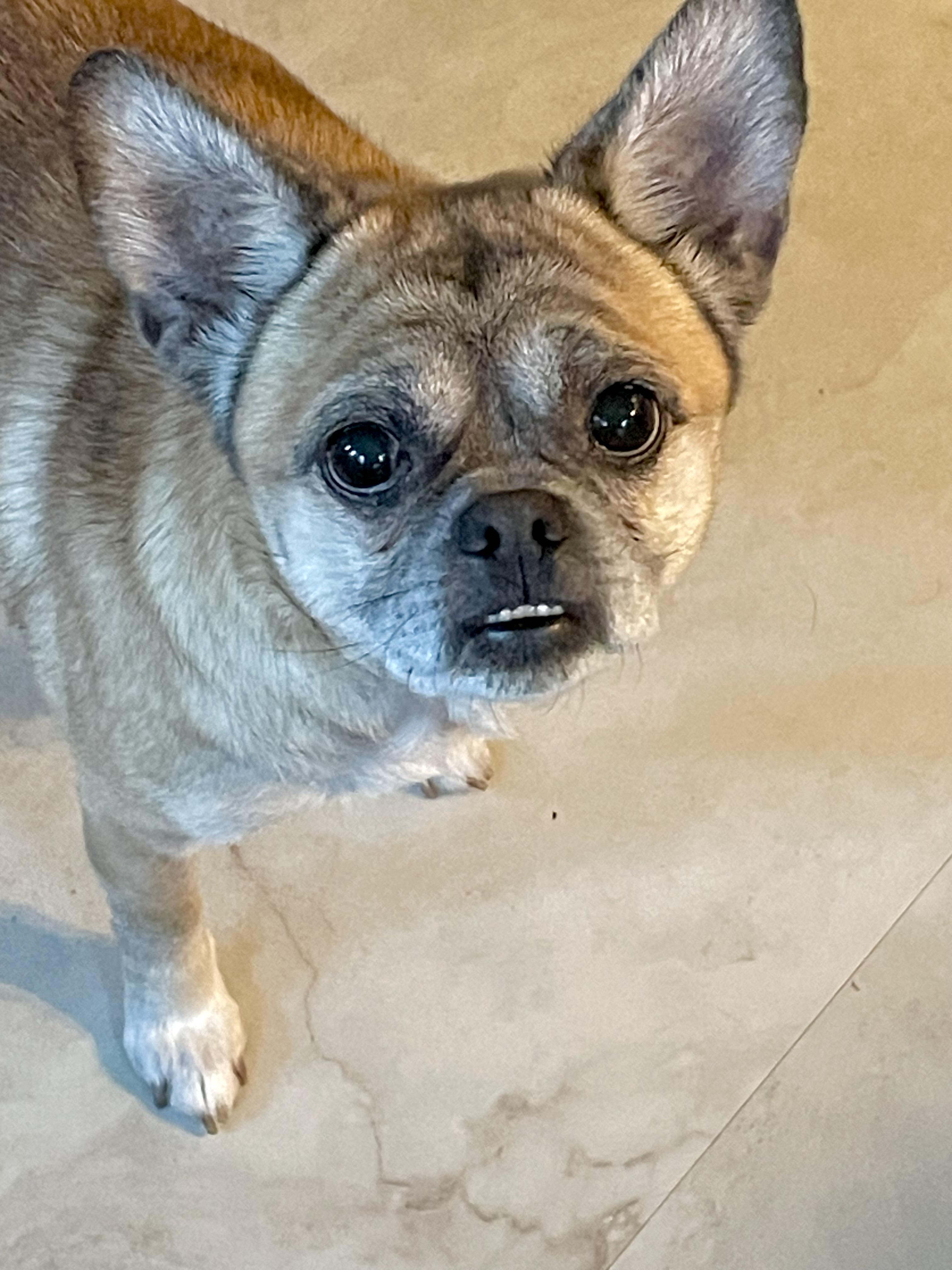 Enlarge Buzz, a ADOPTABLE mixed breed in South Lyon, MI image 5/6