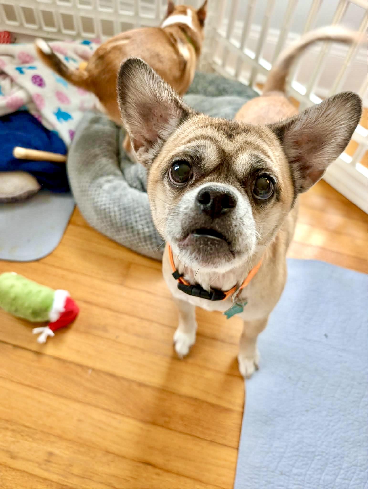 Enlarge Buzz, a ADOPTABLE mixed breed in South Lyon, MI image 3/6