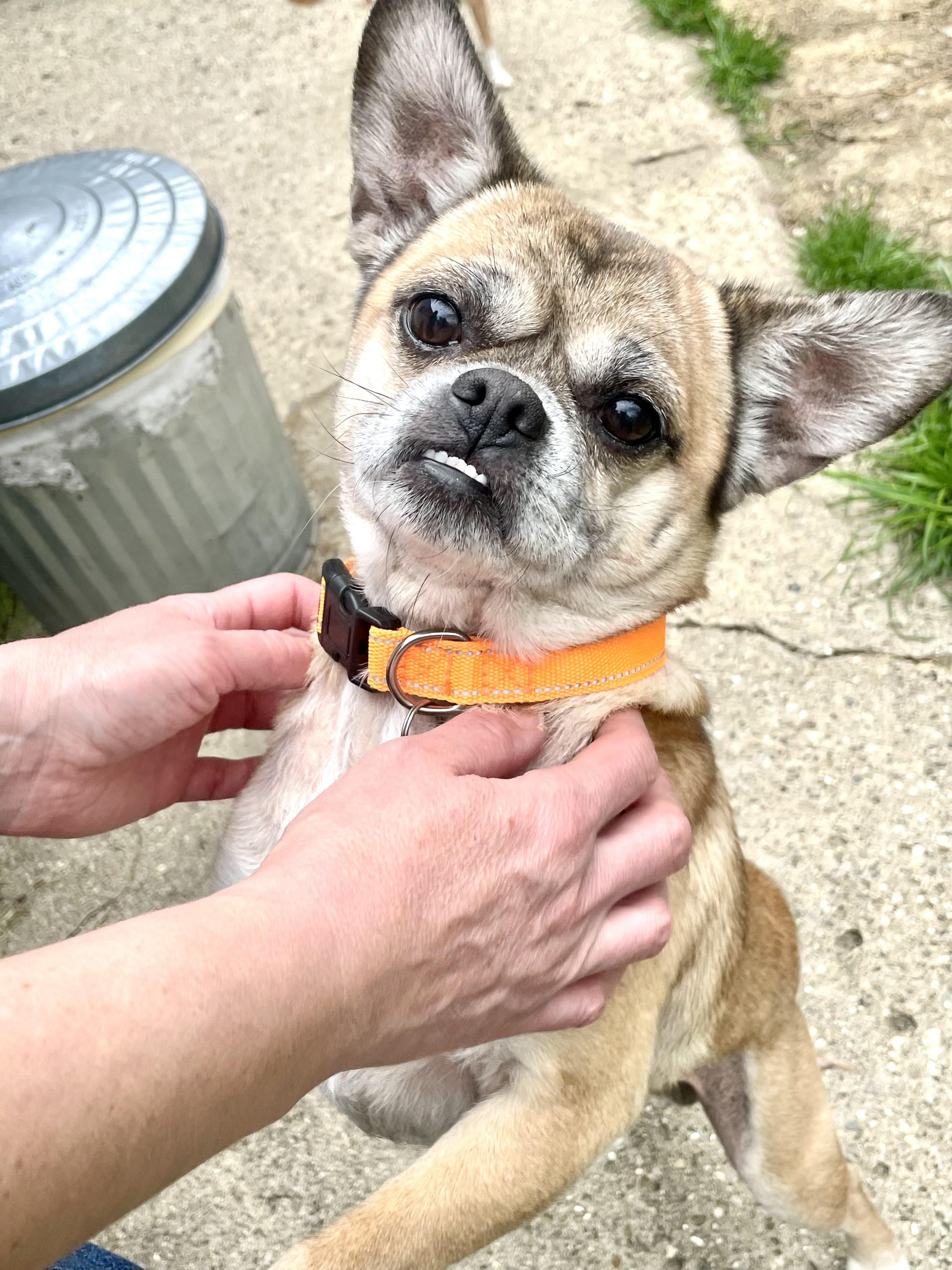 Enlarge Buzz, a ADOPTABLE mixed breed in South Lyon, MI image 6/6