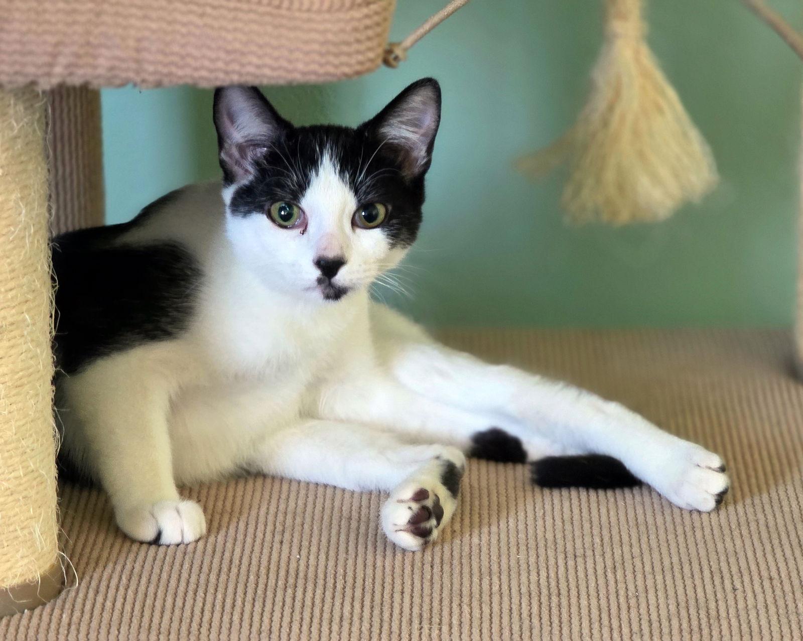 Enlarge Wii, a Adoptable Domestic Short Hair in Mission Viejo, CA image 1/3