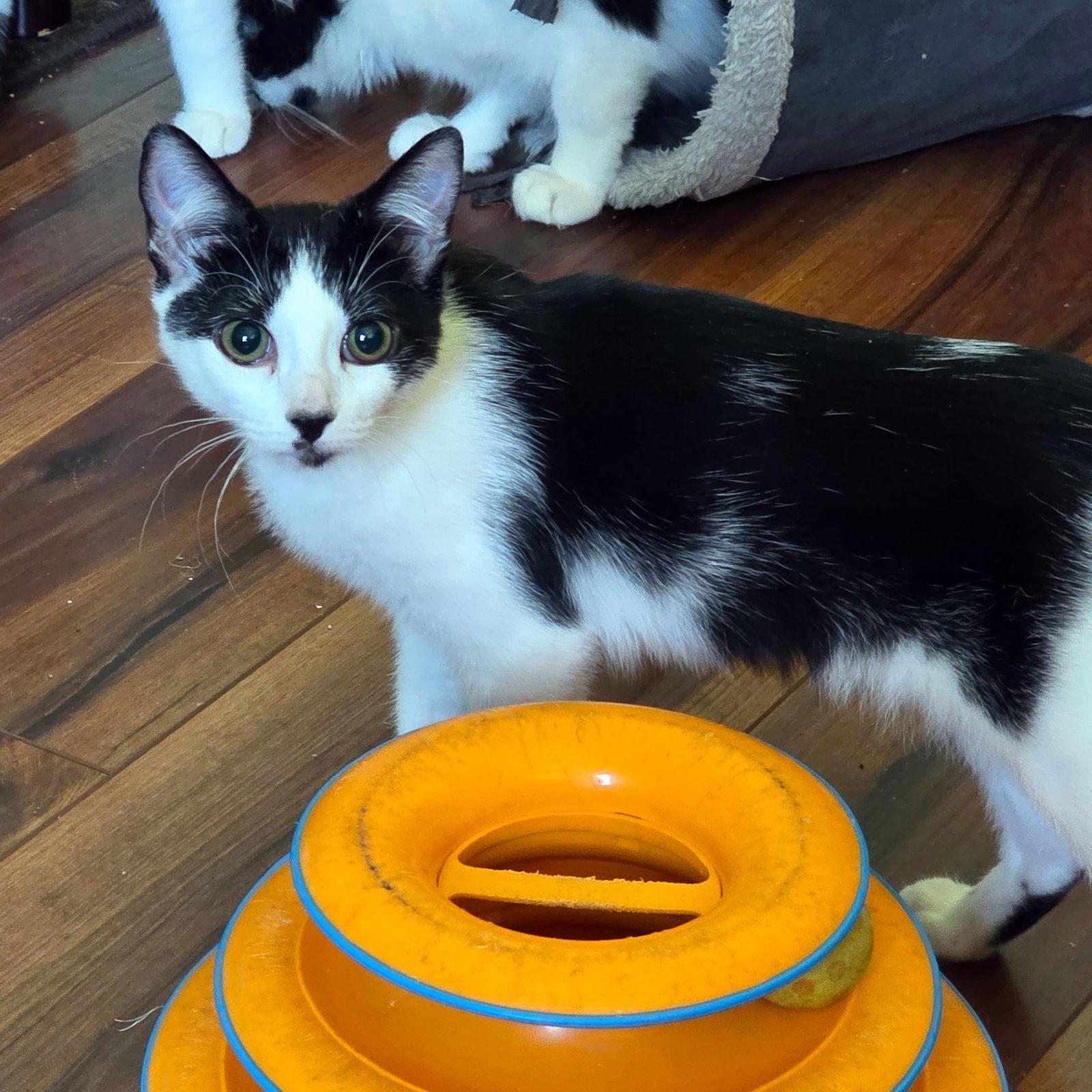 Enlarge Wii, a Adoptable Domestic Short Hair in Mission Viejo, CA image 2/3