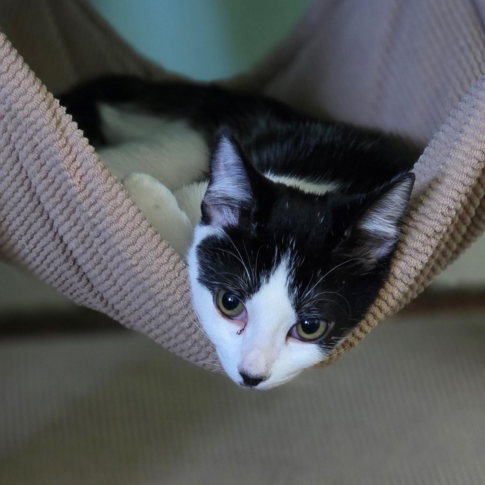 Enlarge Wii, a Adoptable Domestic Short Hair in Mission Viejo, CA image 3/3