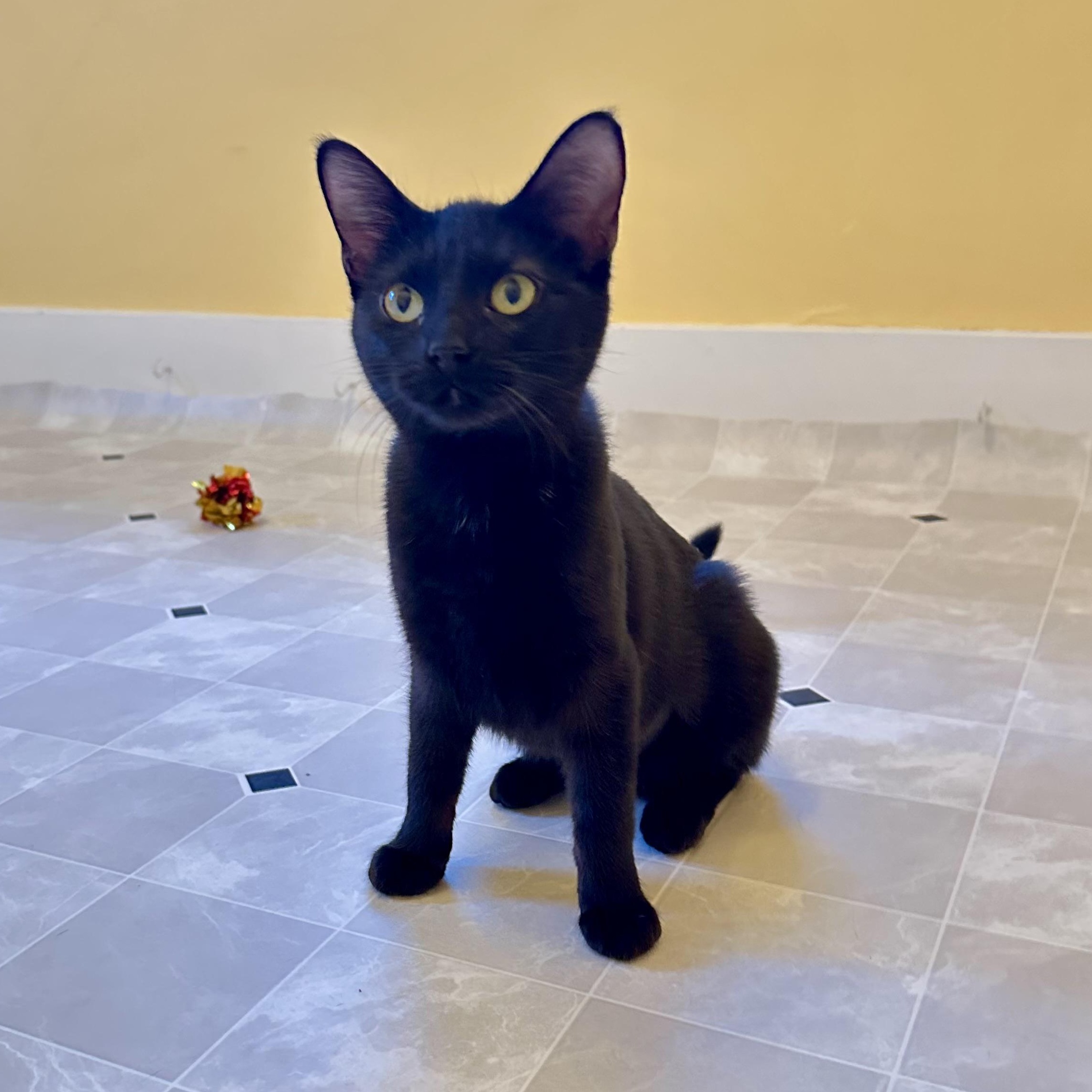 Enlarge Odessa, a Adoptable Domestic Short Hair in Grand Rapids, MI image 2/6