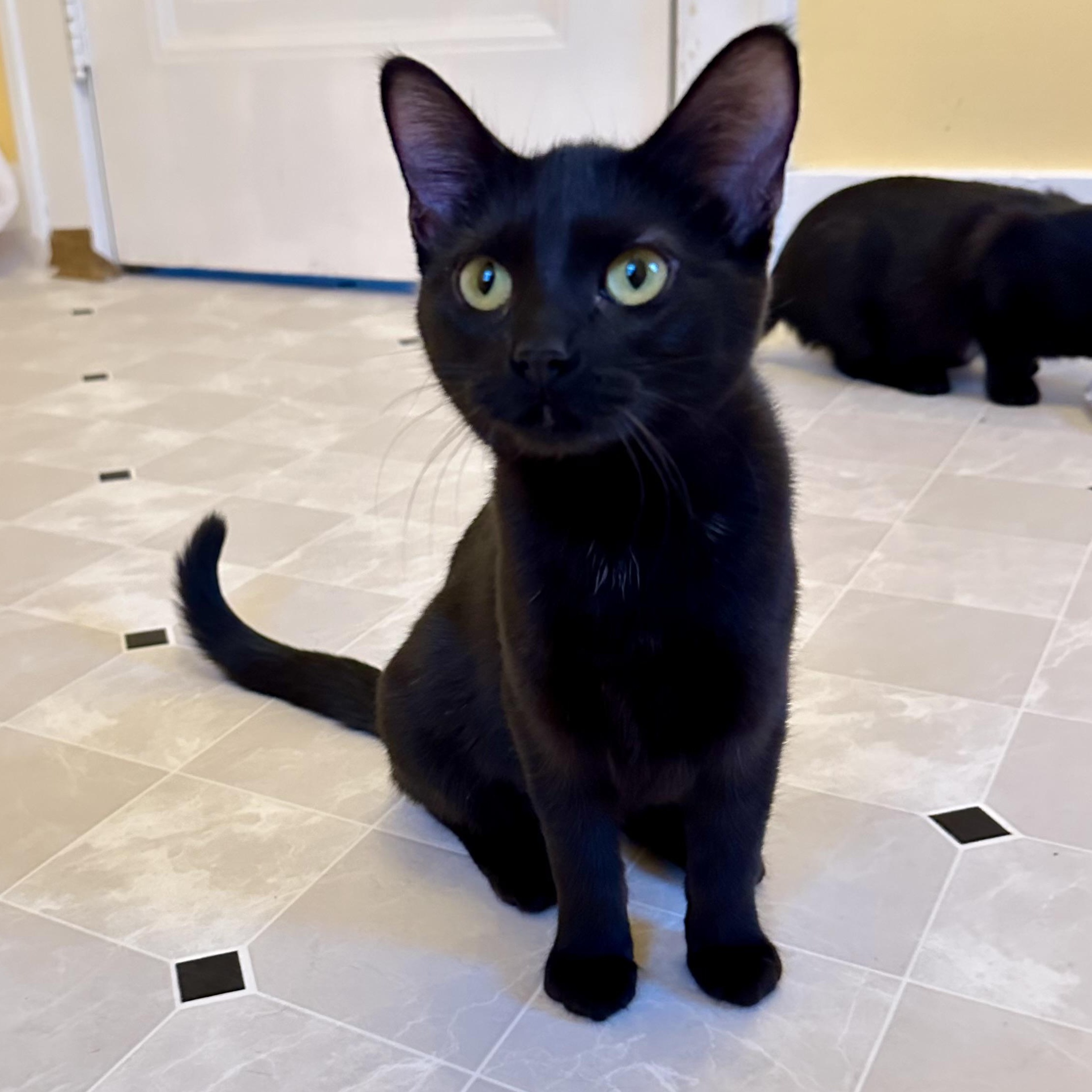 Enlarge Odessa, a Adoptable Domestic Short Hair in Grand Rapids, MI image 3/6