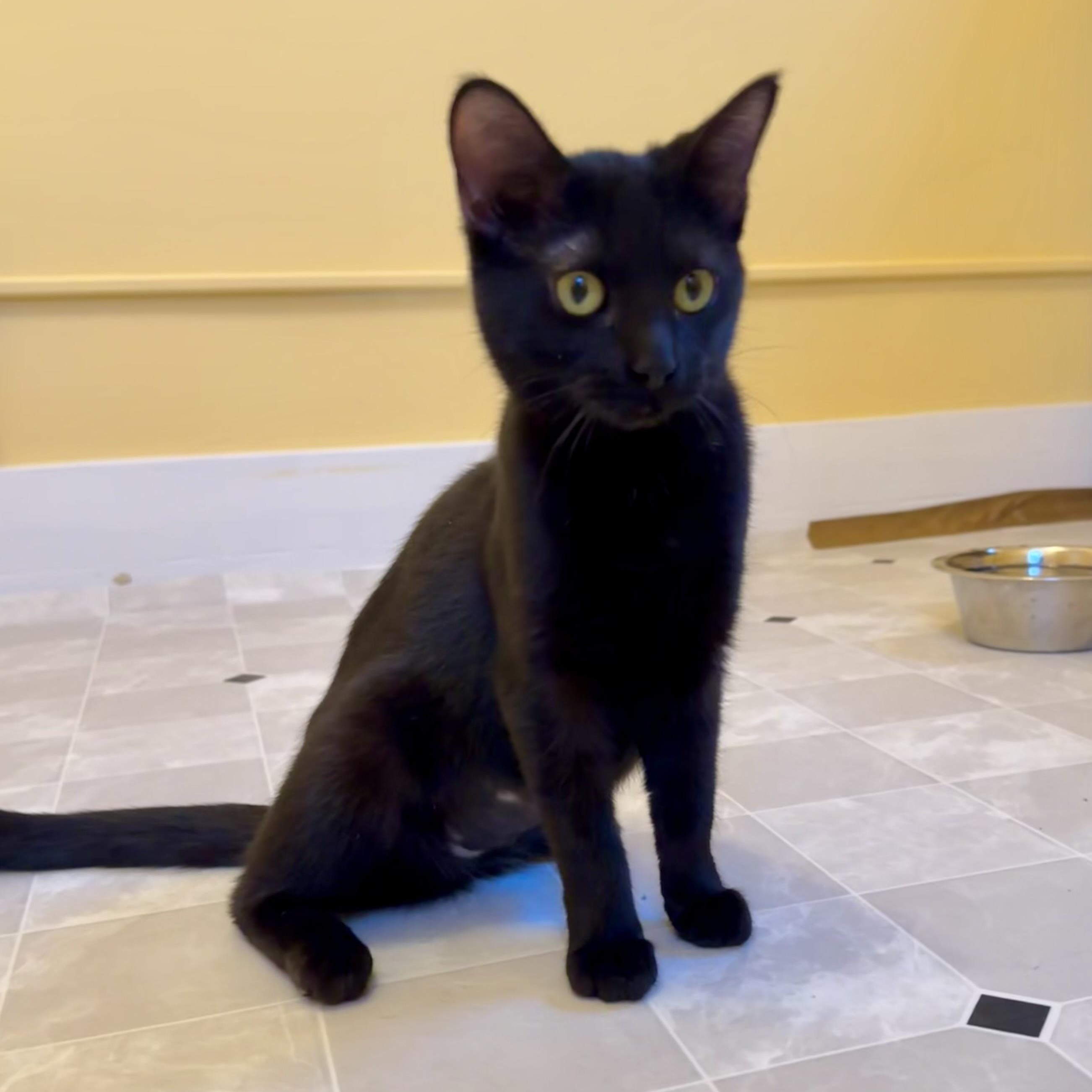 Enlarge Odessa, a Adoptable Domestic Short Hair in Grand Rapids, MI image 4/6