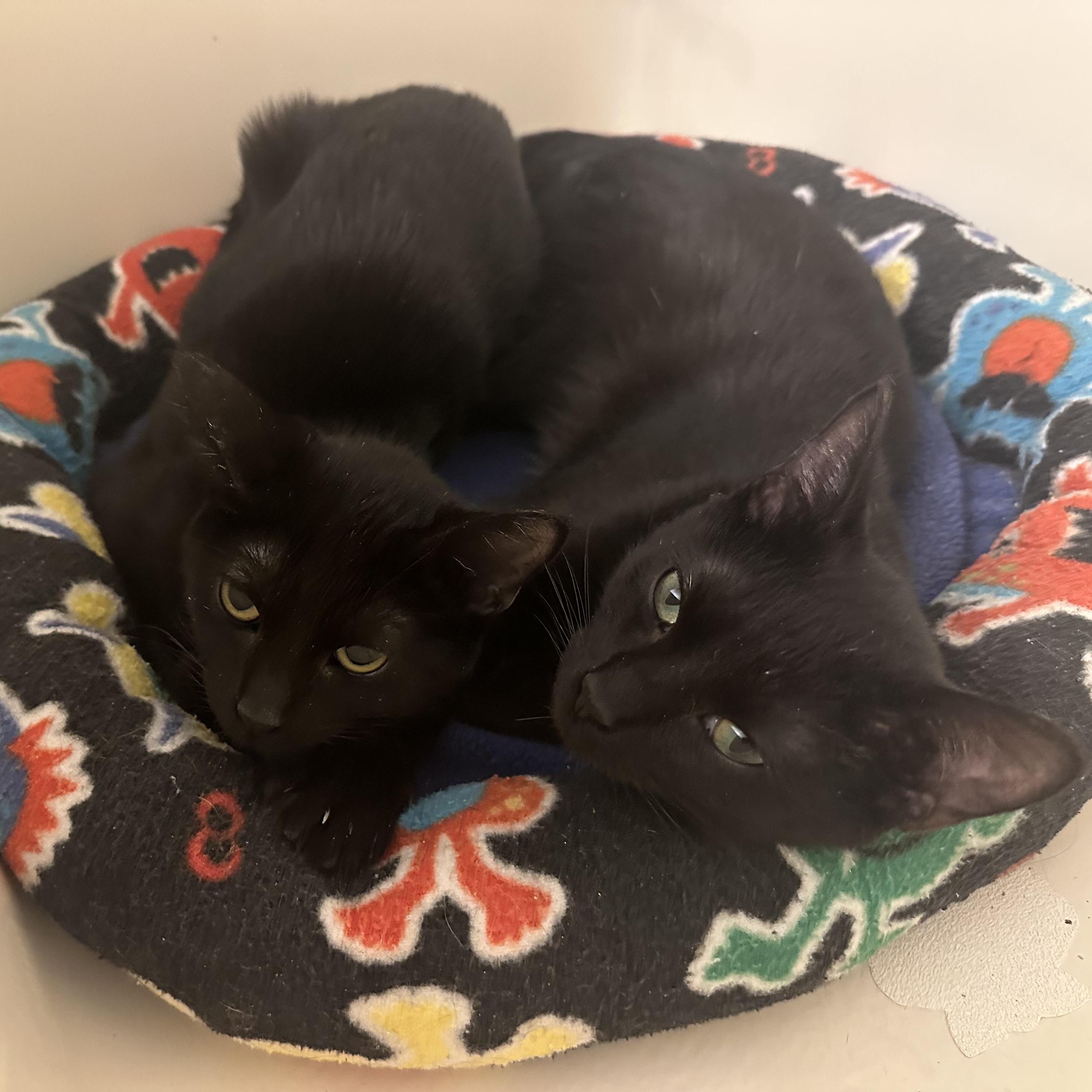 Enlarge Odessa, a Adoptable Domestic Short Hair in Grand Rapids, MI image 5/6