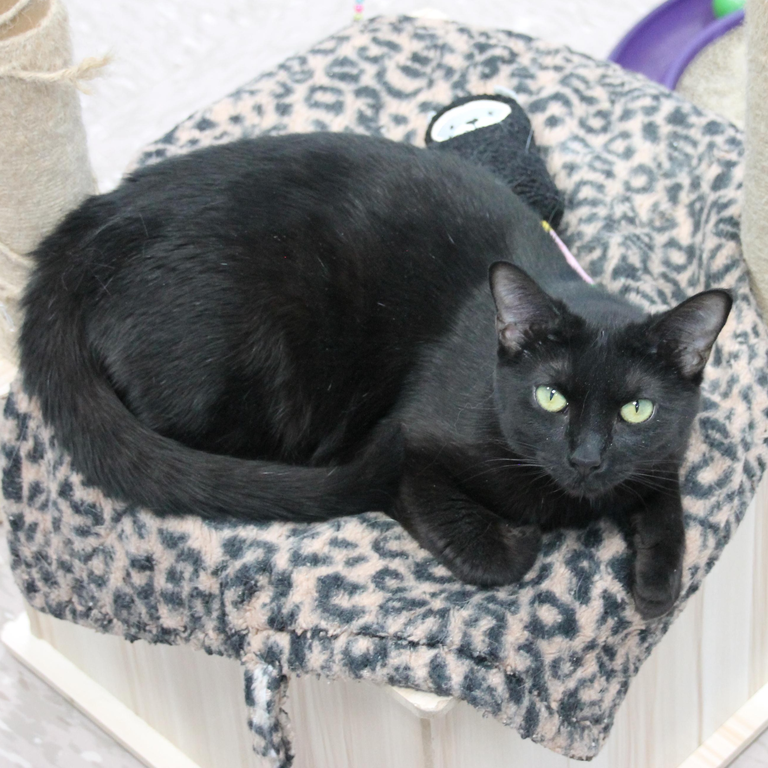 Enlarge Odessa, a Adoptable Domestic Short Hair in Grand Rapids, MI image 1/6