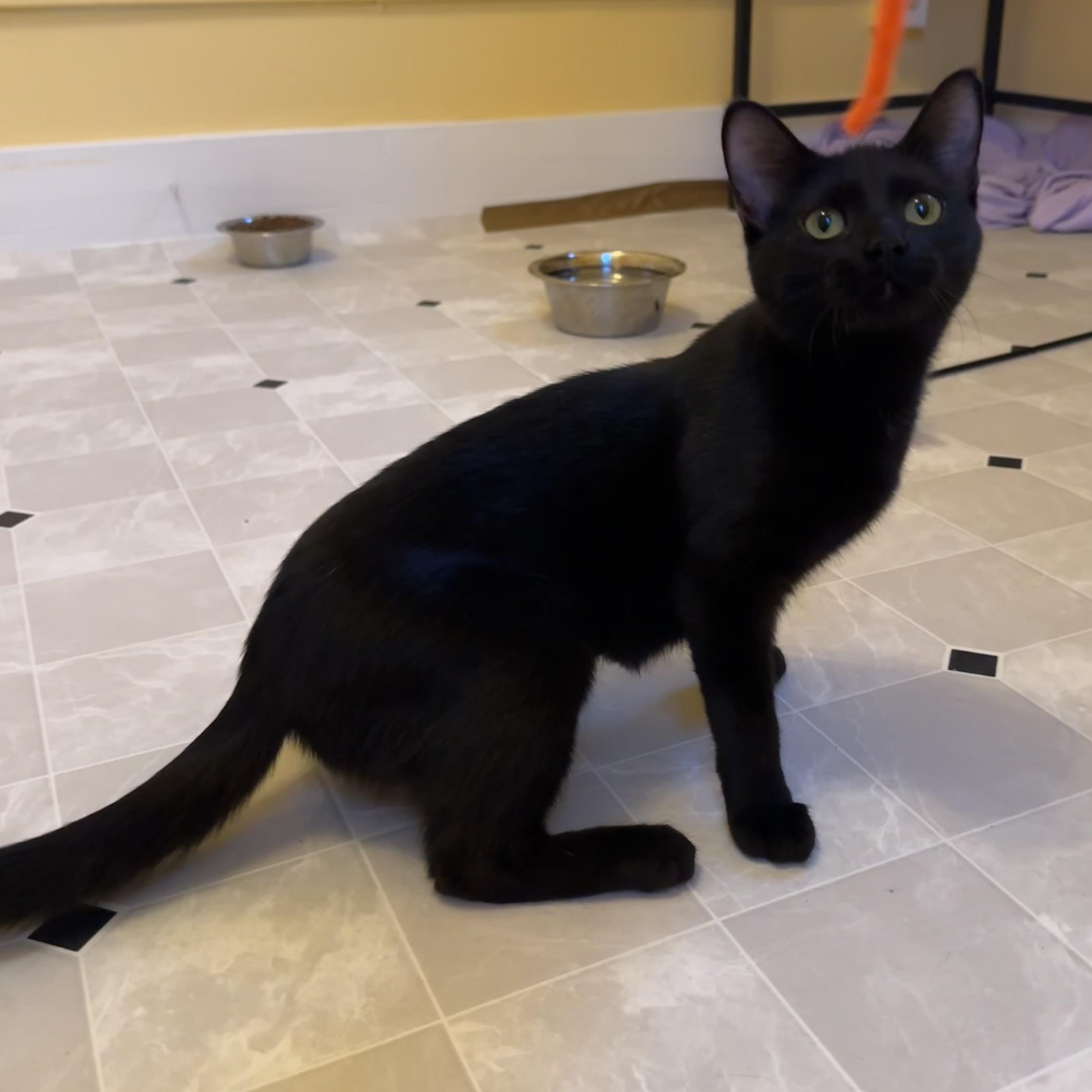 Enlarge Odessa, a Adoptable Domestic Short Hair in Grand Rapids, MI image 6/6