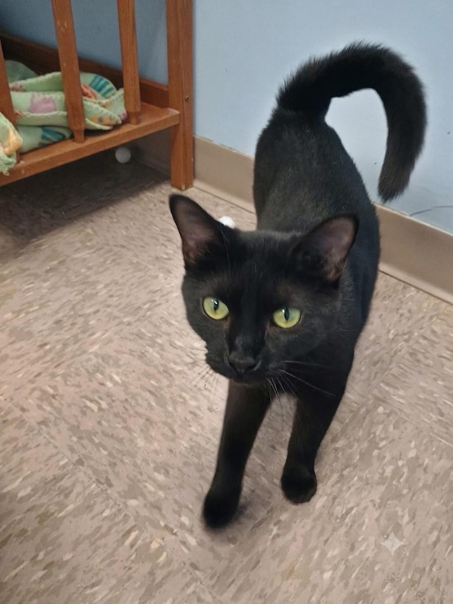 Odessa, a Adoptable Domestic Short Hair in Grand Rapids, MI image 2/6