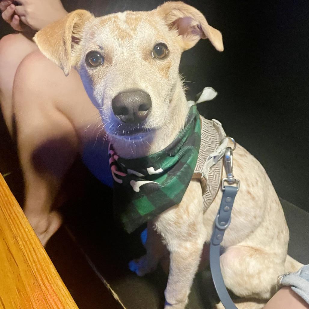 Dexter Morgan — thumbnail 2