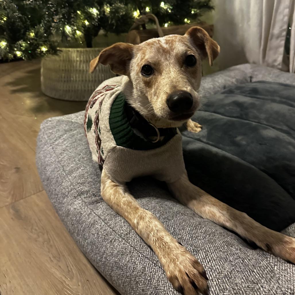 Dexter Morgan — thumbnail 3