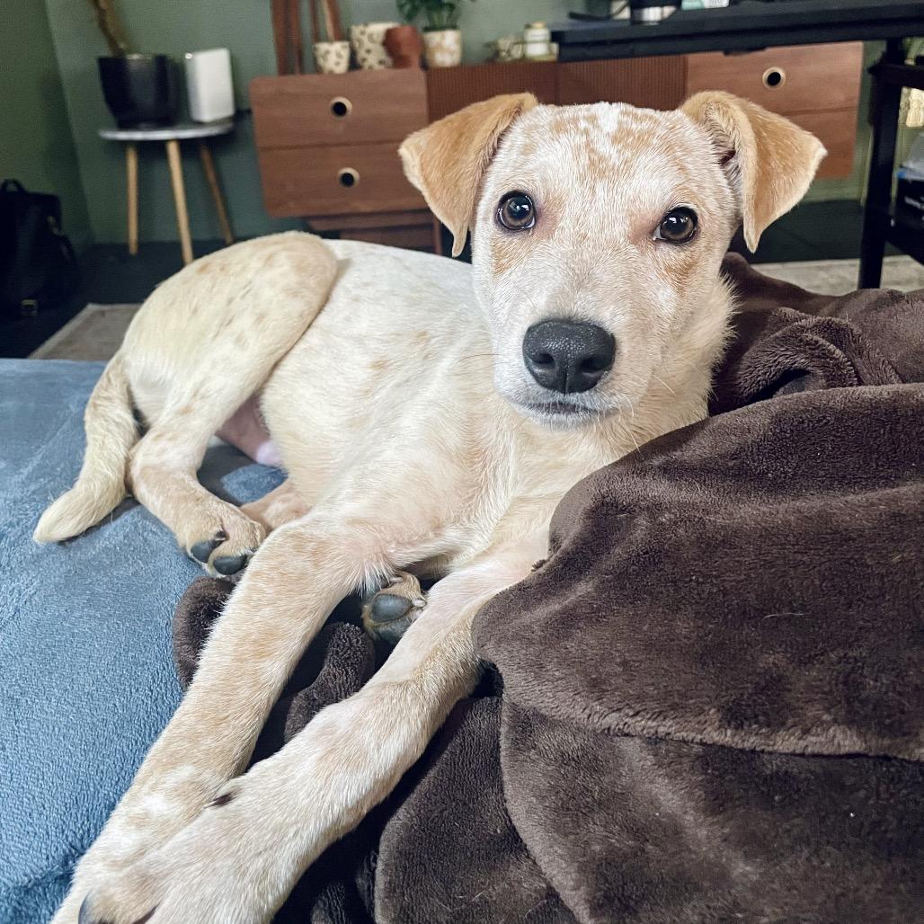 Dexter Morgan — thumbnail 4