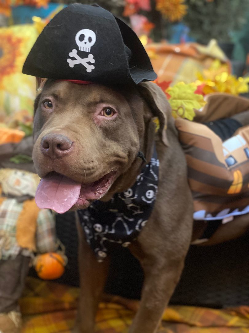 Adorable Sherlock Bones photo 2