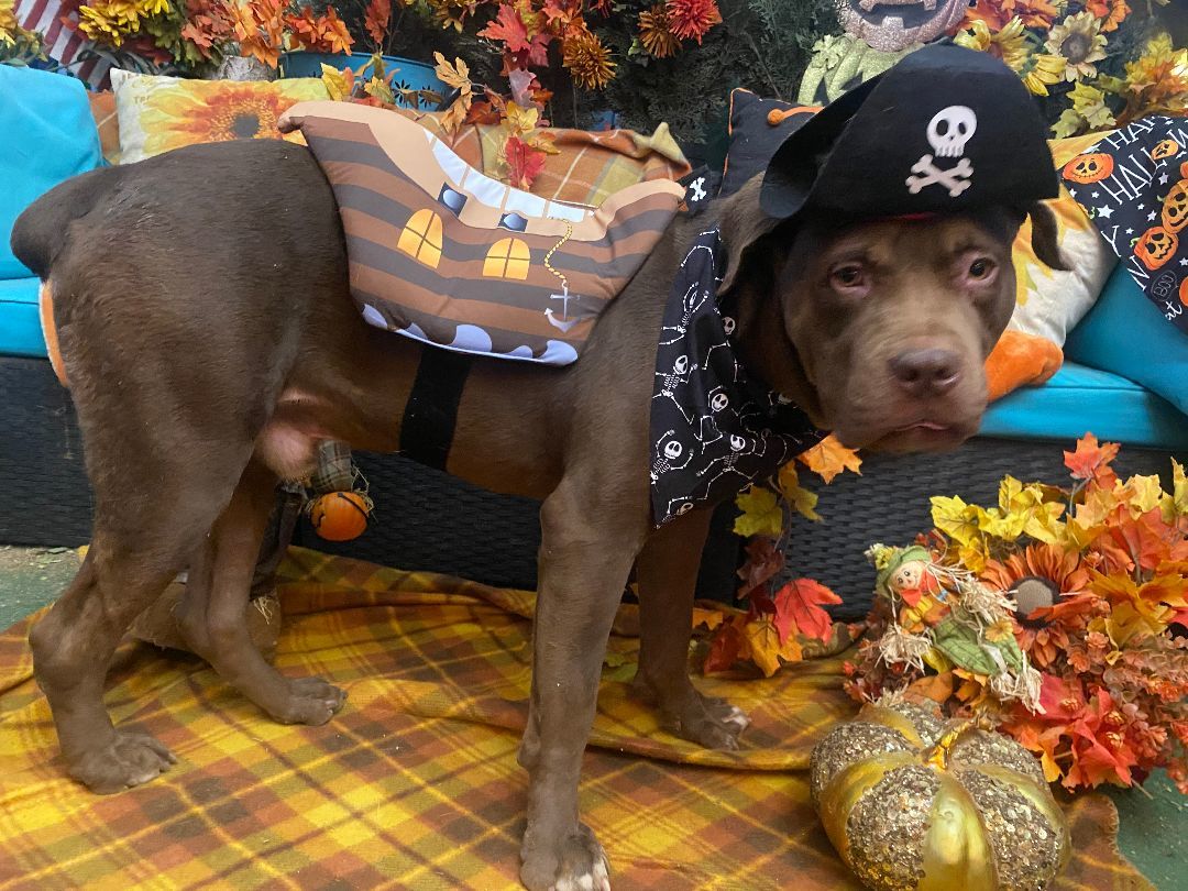 Adorable Sherlock Bones photo 5