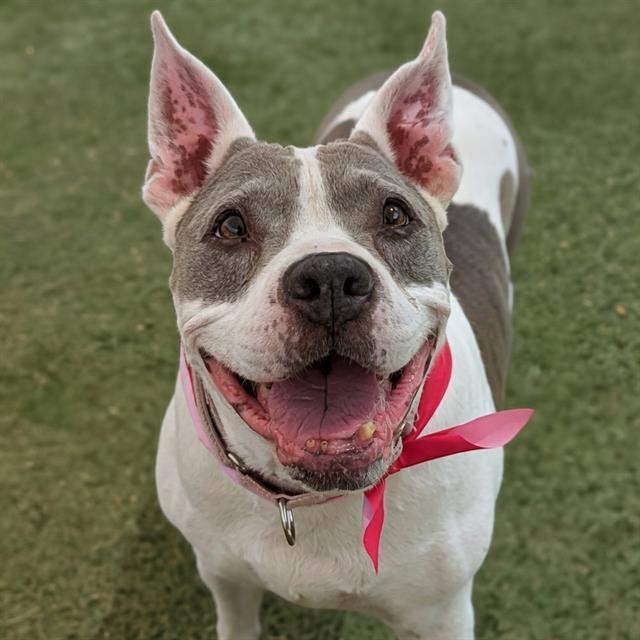 MAKA, Adoptable, Senior Female Pit Bull Terrier.