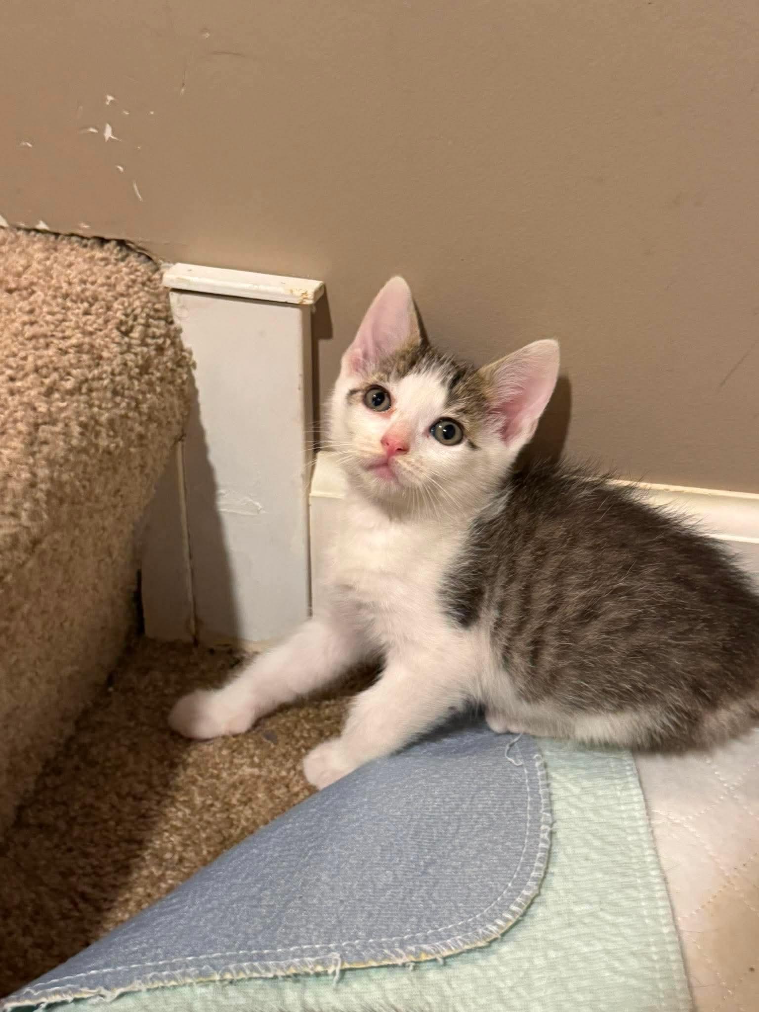 Enlarge Bucket, a Adoptable mixed breed in Minneapolis, MN image 2/3