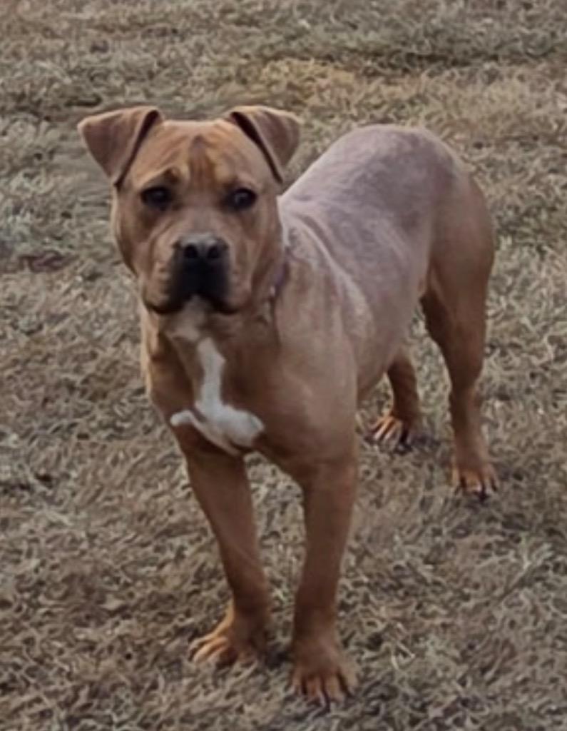 Edgar, Adoptable, Young Male Mixed Breed.