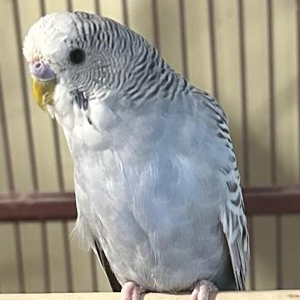 Enlarge Pip, a Adoptable Budgie / Budgerigar in Jacksonville, FL image 1/1