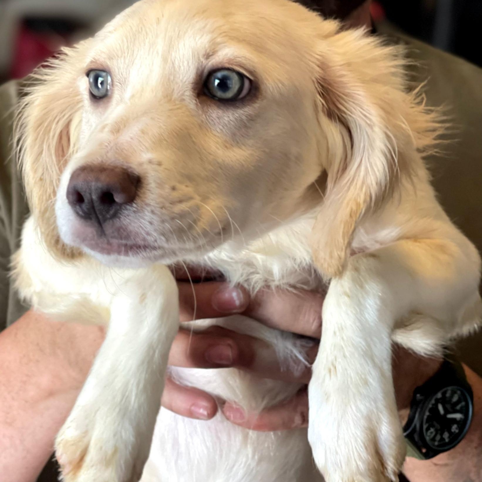 Star, Adopted, Puppy Female Cocker Spaniel & Border Collie.