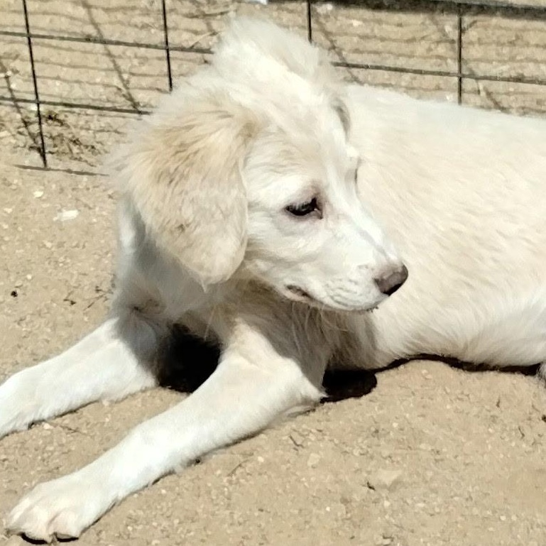 Enlarge Star, a Adopted mixed breed in Hesperia, CA image 2/3