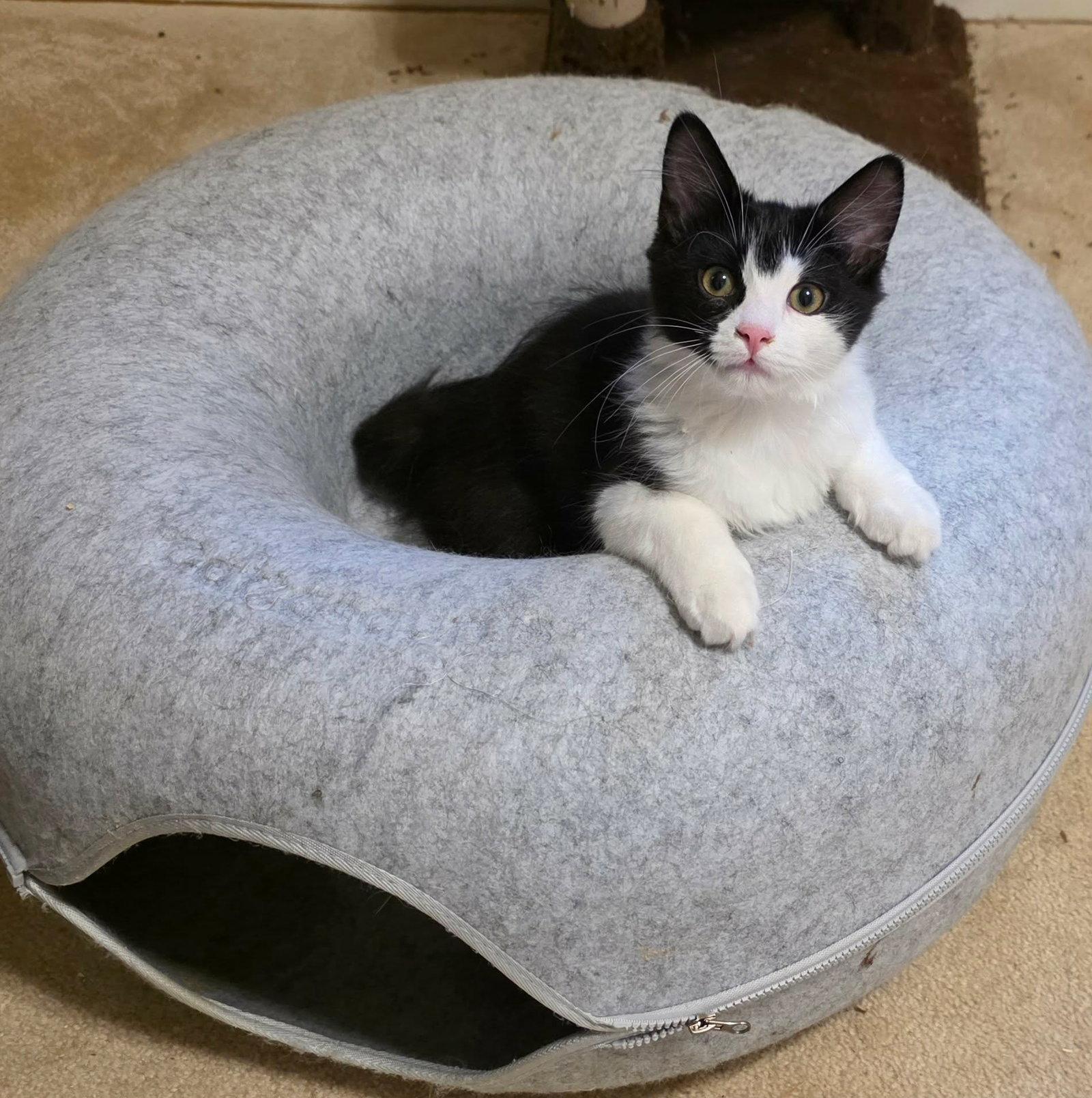 Benzo, Adopted, Young Male Domestic Long Hair.