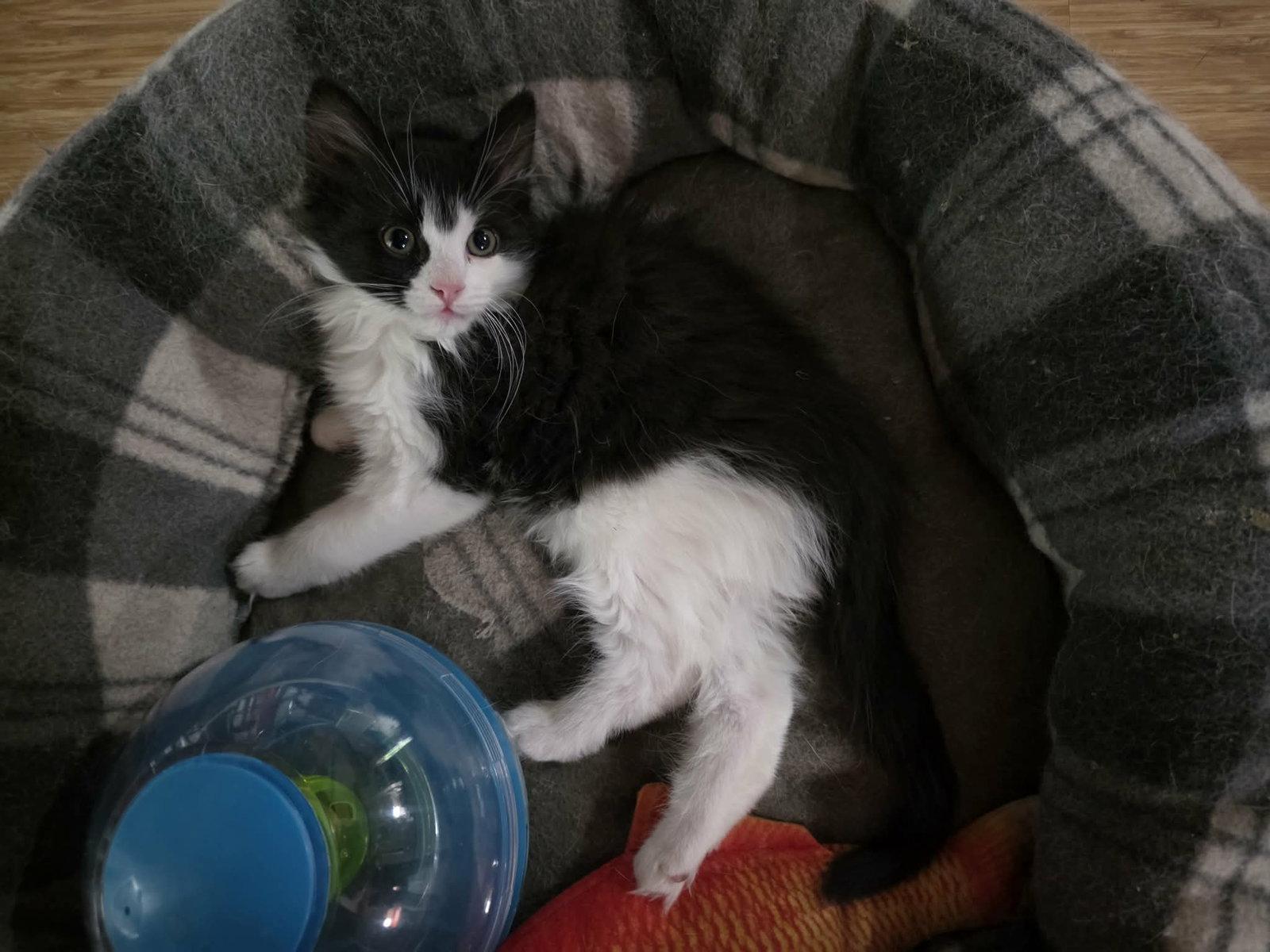 Enlarge Benzo, a Adopted Domestic Long Hair in Camden, SC image 3/3
