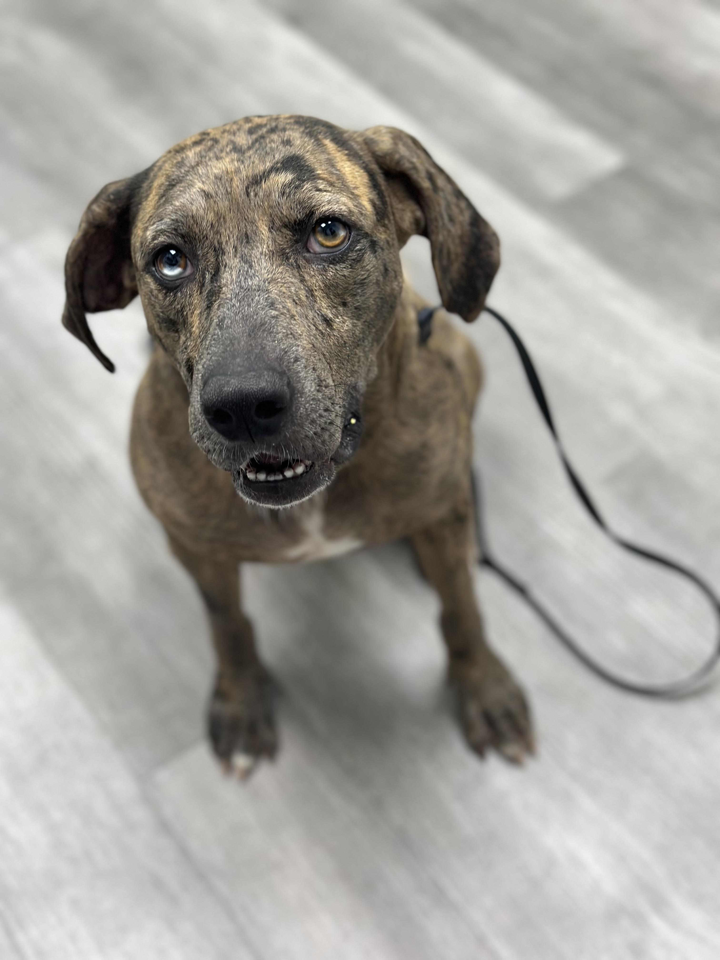 Merida, a Adoptable mixed breed in Smyrna, TN image 1/2