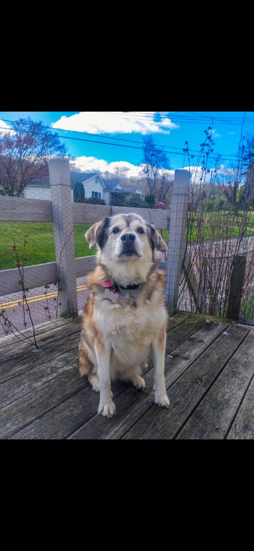 Lakia, adopted, Senior Female Husky.