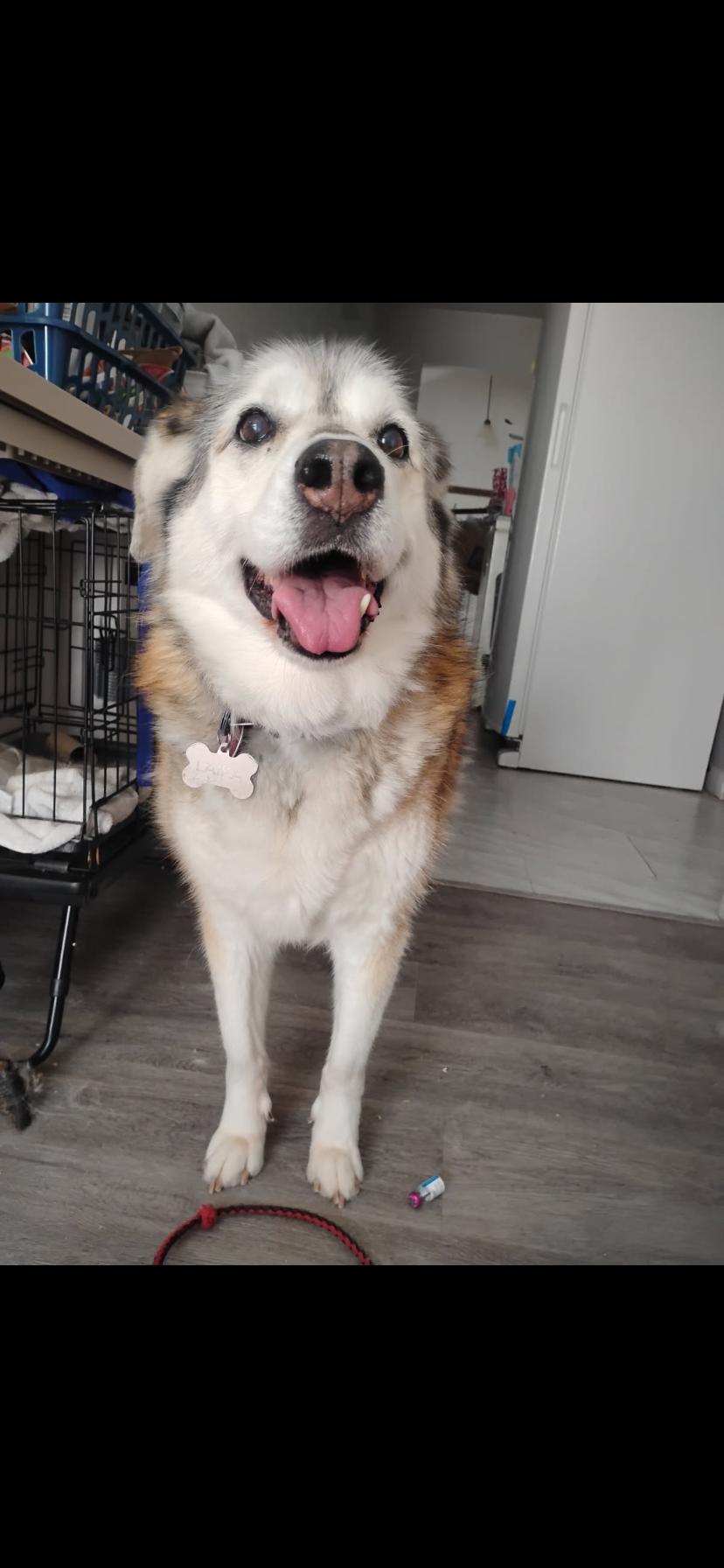 Lakia, an adopted mixed breed in Greensburg, PA image 2/2