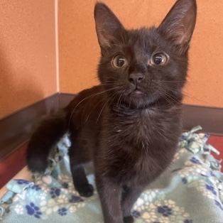 Bavarian, an adopted Domestic Short Hair in Rochester, MN_image-1