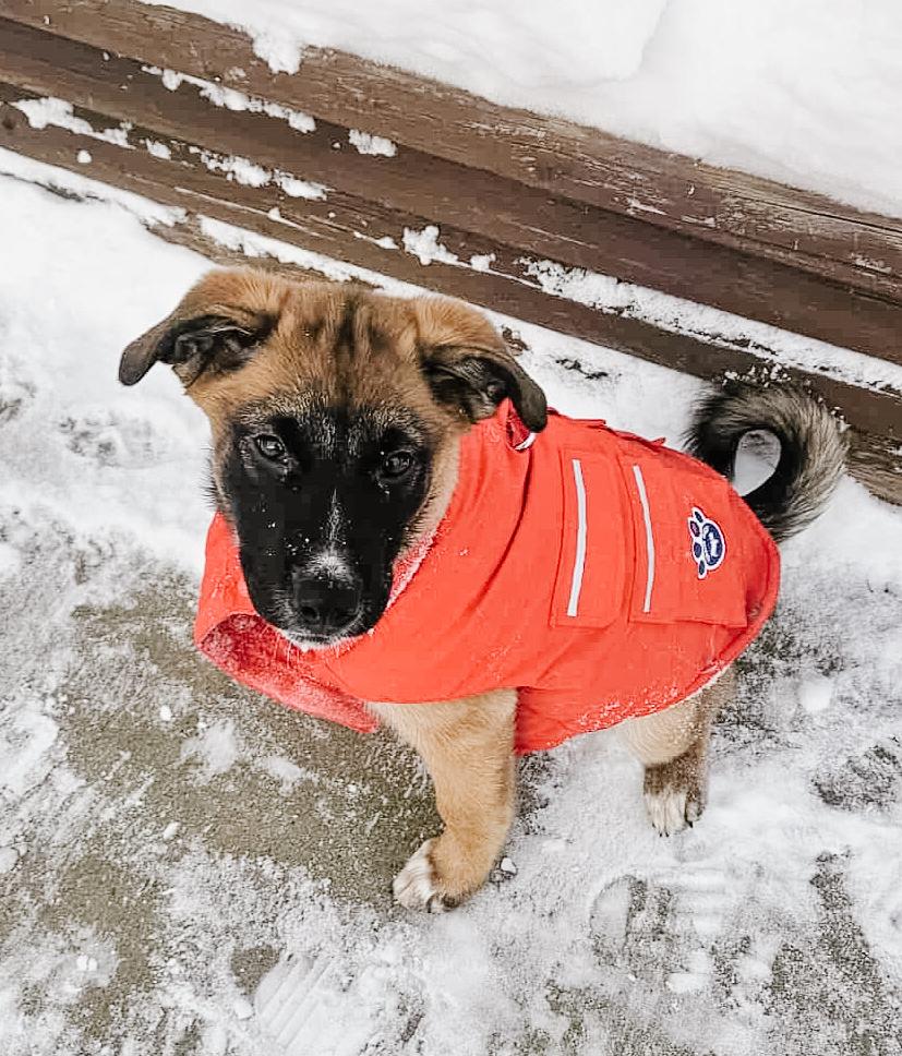 WINNIE, Adoptable, Puppy Female Mixed Breed.