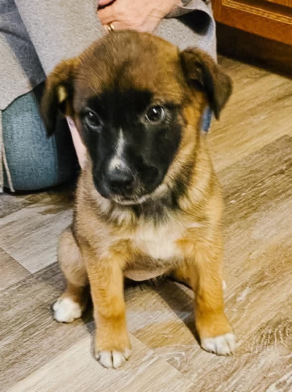 WINNIE, Adoptable, Puppy Female Mixed Breed.