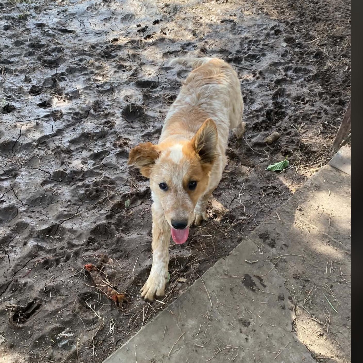 Eli, ADOPTABLE, Puppy Male Australian Shepherd.